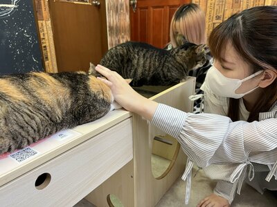 【秋葉原】『保護ねこカフェ』（校外学習/その②）実施しました！！