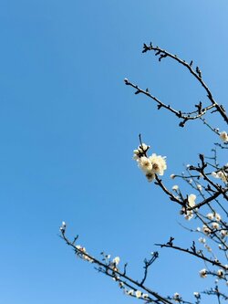 【福岡天神】春が近づいてきました✿