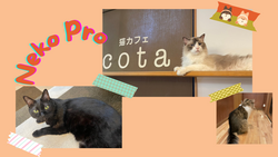 Neko Pro (1).png