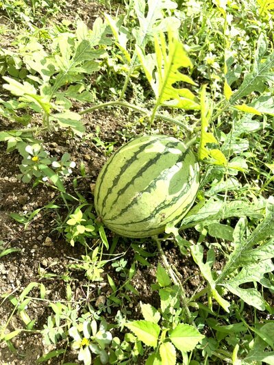 【茂原本校】スイカが育っています🍉