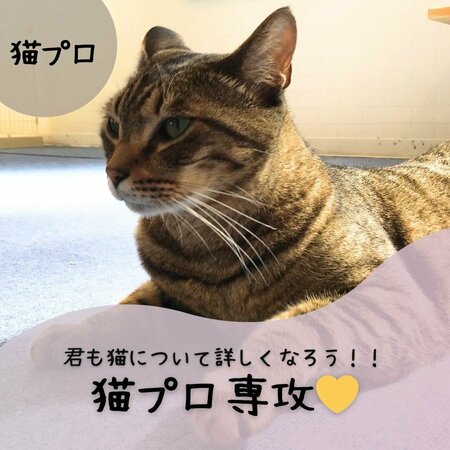 【岡山】猫カフェに行きました★