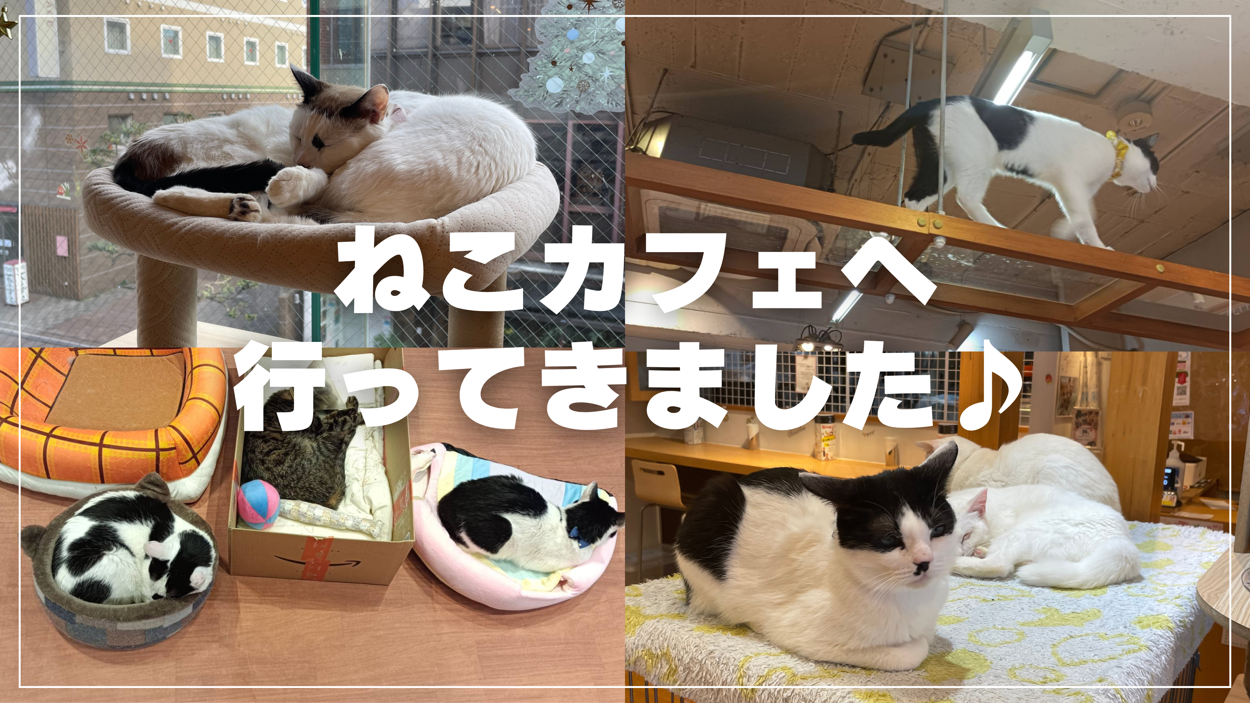 【宇都宮】ひさしぶりのねこカフェ訪問🐱💛